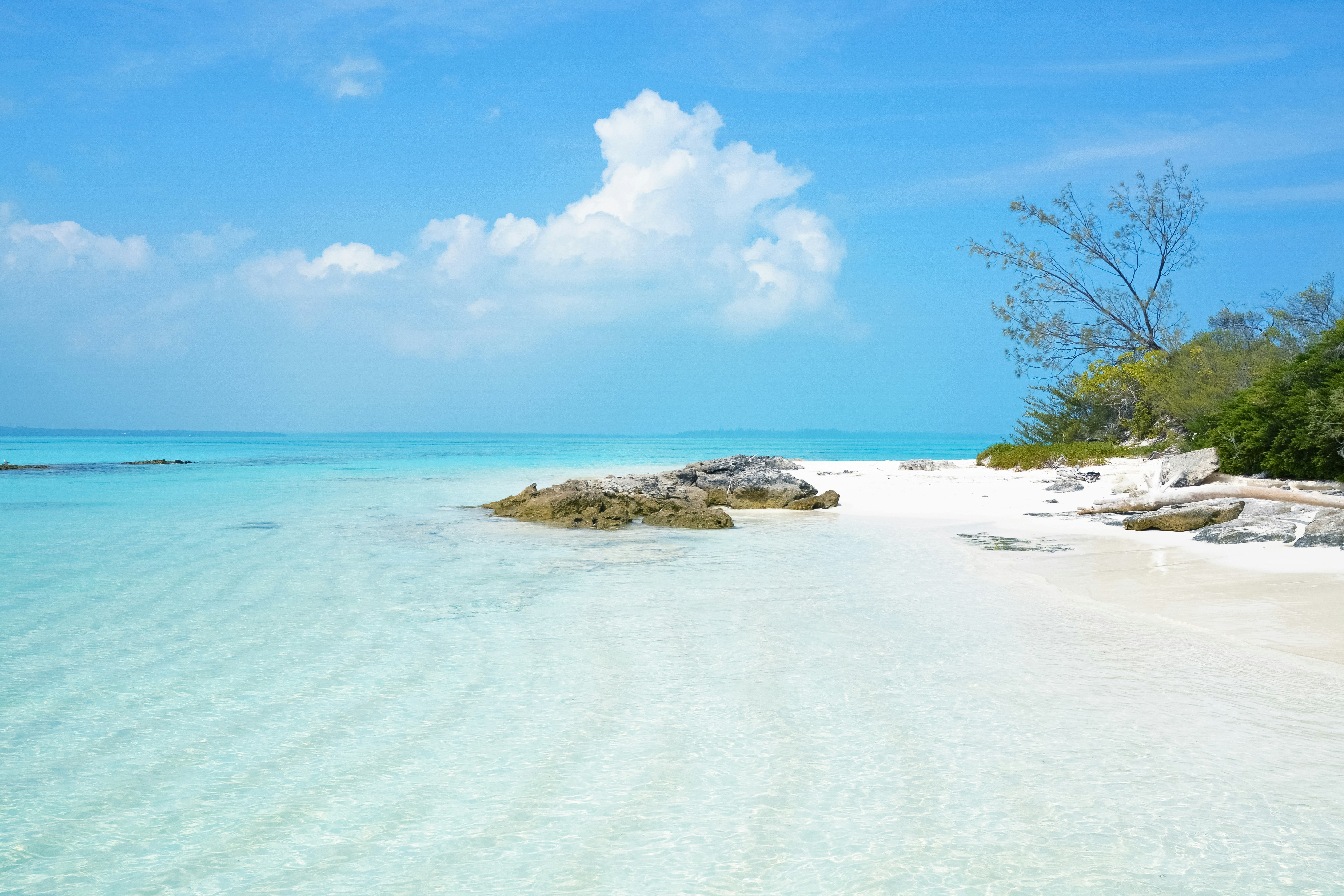 green tree on white sand beach during daytime